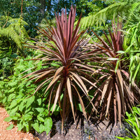 Rode Koolpalm - Bakker