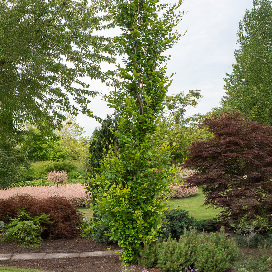 Gele zeilbeuk - Fagus sylvatica Dawyck Gold - Bakker
