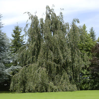 Beuk - Groene treurbeuk - Fagus sylvatica Pendula