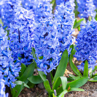 Hyacint Blue Jacket - Bakker
