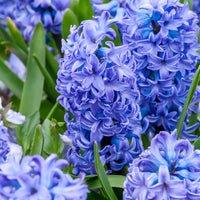 Hyacint Delft Blue - Bakker