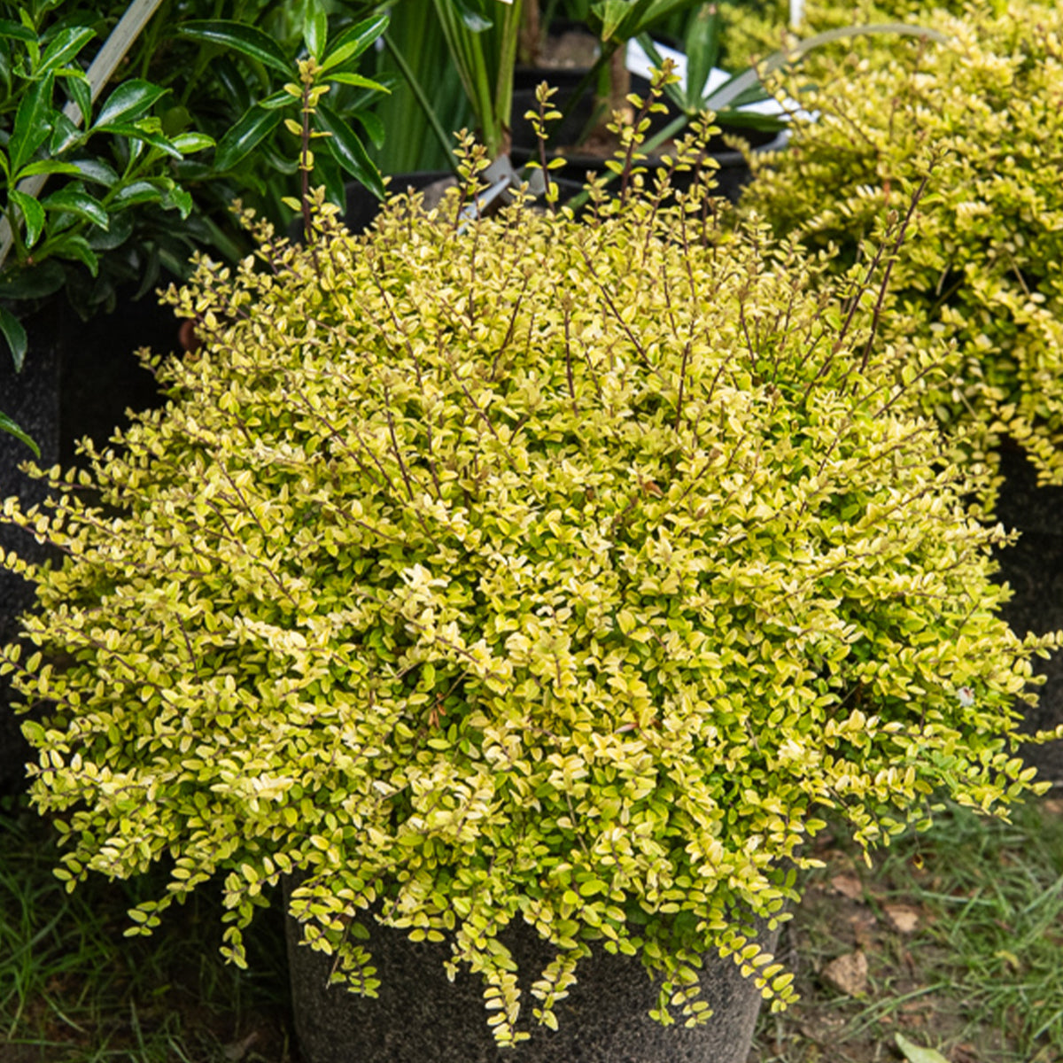 Lonicera nitida Baggesen's Gold - Chinese Kamperfoelie 'Baggesen's Gold' - Heesters voor lage hagen
