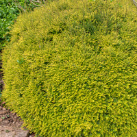Chinese Kamperfoelie 'Baggesen's Gold' - Bakker