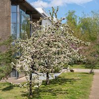 Sierappel 'Golden Hornet' - Malus Golden Hornet - Bakker