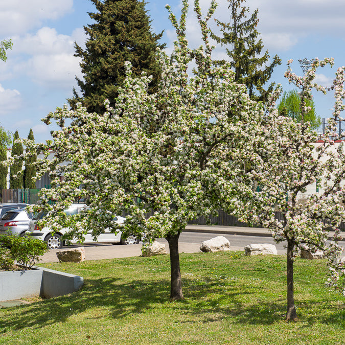 Sierappel - Sierappel 'Golden Hornet' - Malus Golden Hornet