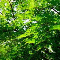 Bomen - Zwarte Moerbei - Morus nigra