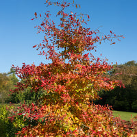 Verkoop Zwarte tupeloboom