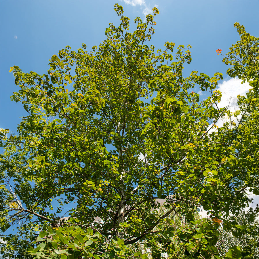 Populier - Ratelpopulier - Populus tremula