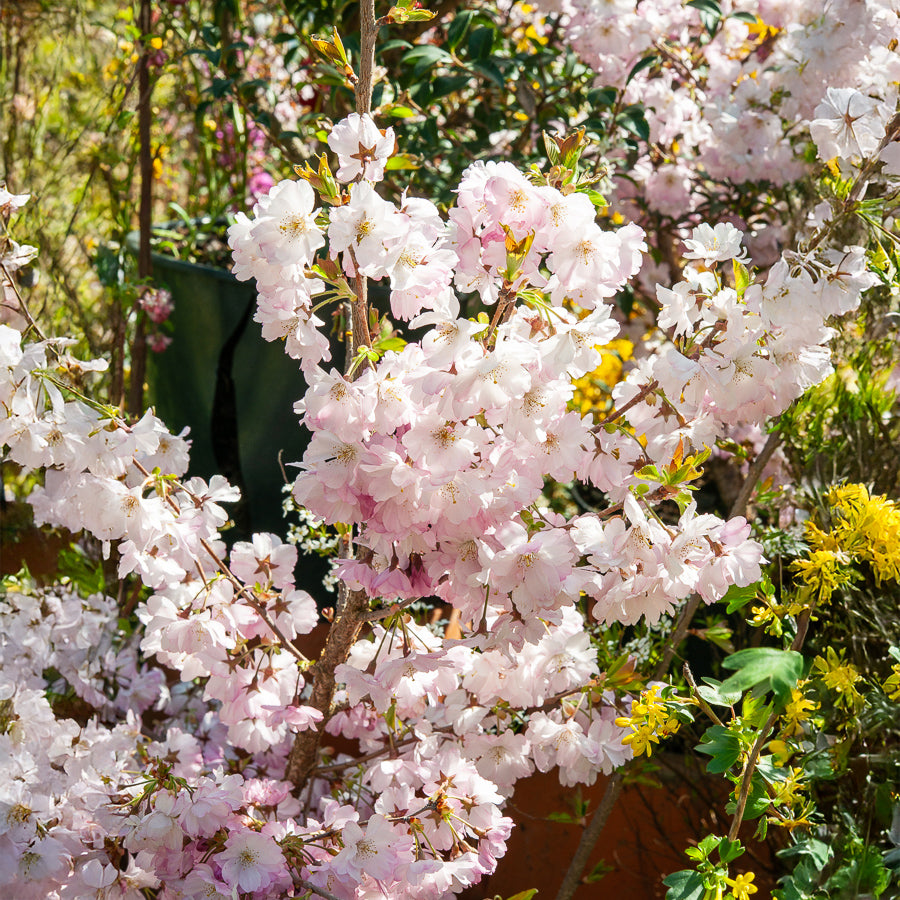 Japanse sierkers 'Accolade' - Prunus Accolade - Bakker