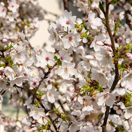 Japanse sierkers 'Yedoensis' - Bakker