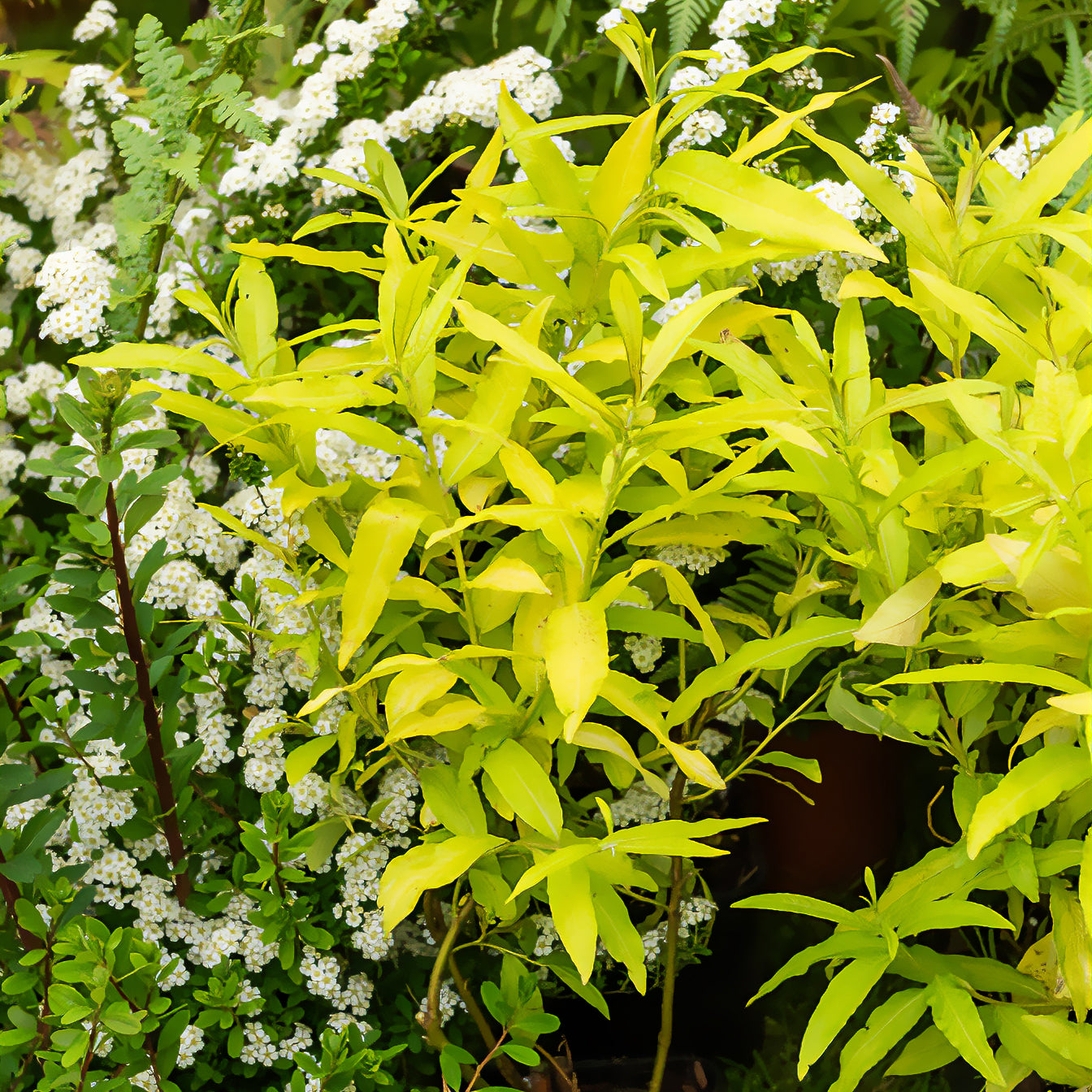 Wilg / Salix sachalinensis 'Golden Sunshine' - Bakker