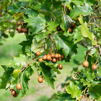 Elsbes - Sorbus torminalis - Bakker