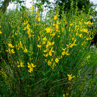 Spaanse Brem - Bakker