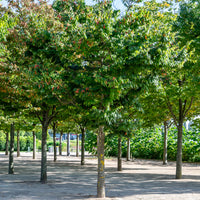 Zelkova serrata - Japanse zelkove / Japanse schijniep - Bomen