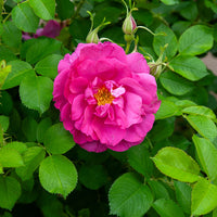 Struikroos Rosa 'Wild Edric' - Rosa rugosa Wild Edric - Bakker
