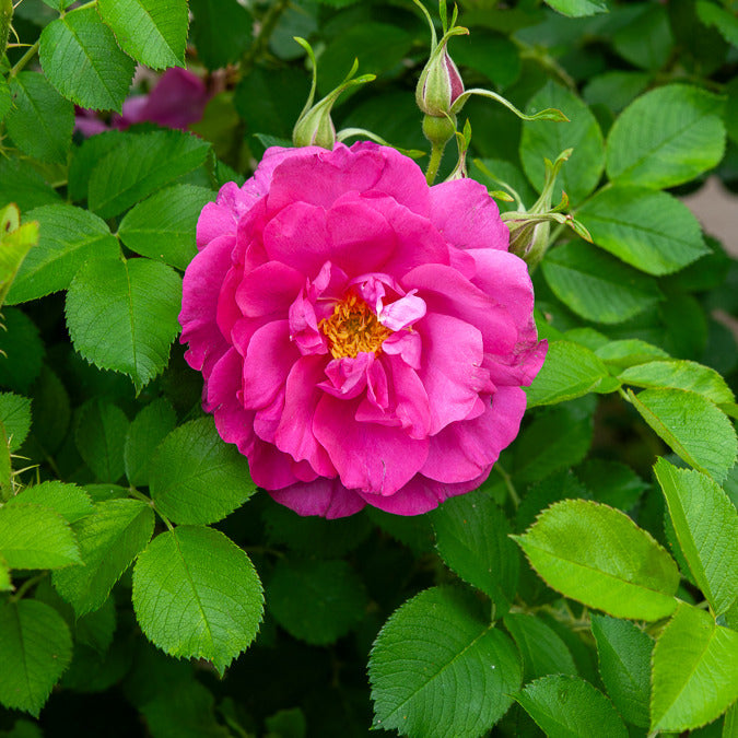 Struikroos Rosa 'Wild Edric' - Rosa rugosa Wild Edric - Bakker