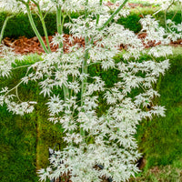 Acer palmatum 'Ukigumo'  - Japanse esdoorn Ukigumo - 
