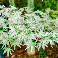 Japanse esdoorn Ukigumo - Acer palmatum 'Ukigumo'  - Bakker