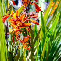 Verkoop Crocosmia 'Emily McKenzie' (x15) - Crocosmia emily mckenzie