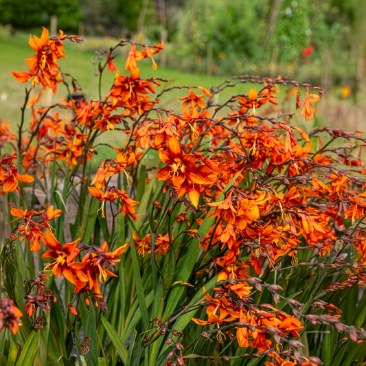 Crocosmia 'Emily McKenzie' (x15) - Bakker