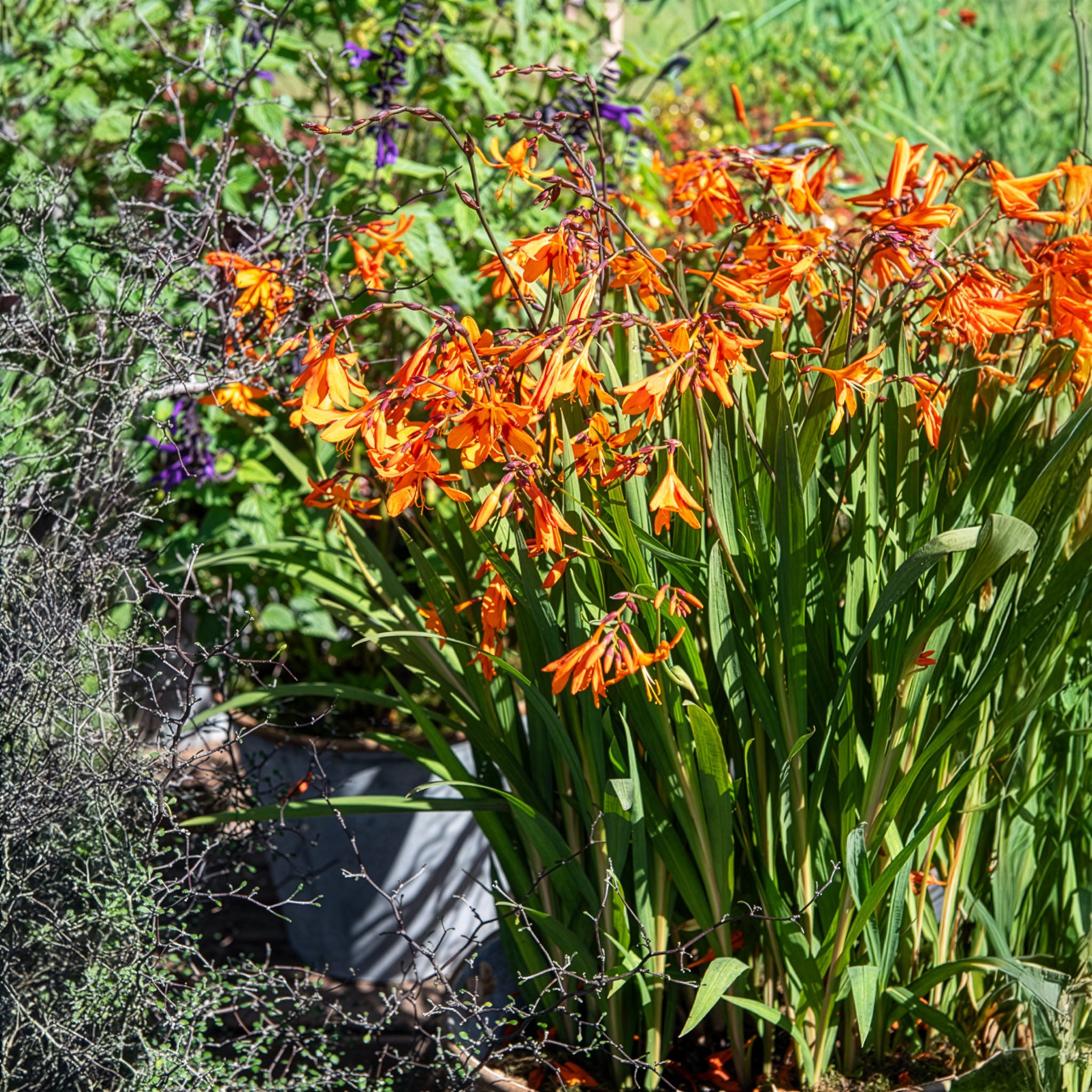 Crocosmia emily mckenzie - Crocosmia 'Emily McKenzie' (x15) - Crocosmia - Montbretia