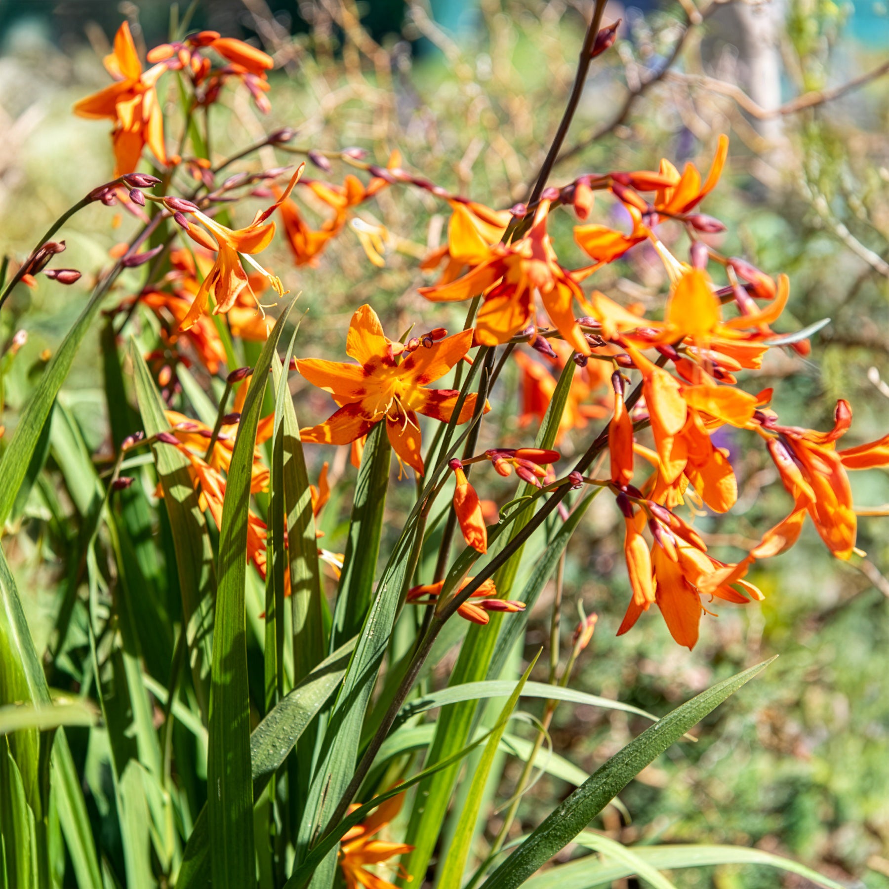 Crocosmia 'Emily McKenzie' (x15) - Crocosmia emily mckenzie - Bakker