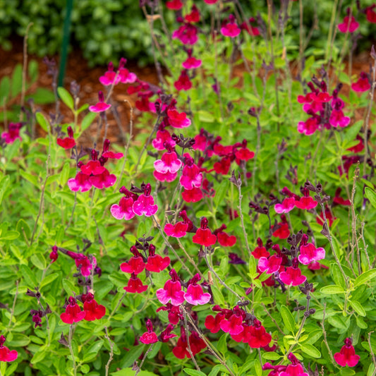 Salie Magical® Zambesi Kolmazam - Bakker