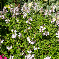Salie Magical® Donau Kolmadon - Salvia jamensis Magical® Donau Kolmadon - Bakker