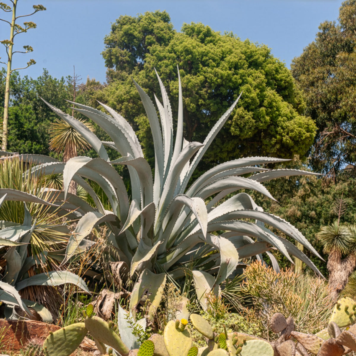 Agave americana - Agave Americana / Eeuwplant - Aloë