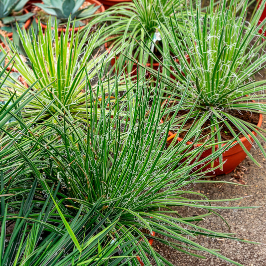 Agave Geminiflora - Bakker
