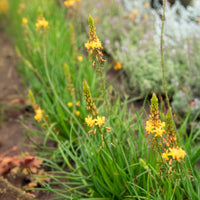 Gele kattenstaart Médicus ® - Bulbine frutescens Médicus ® - Bakker