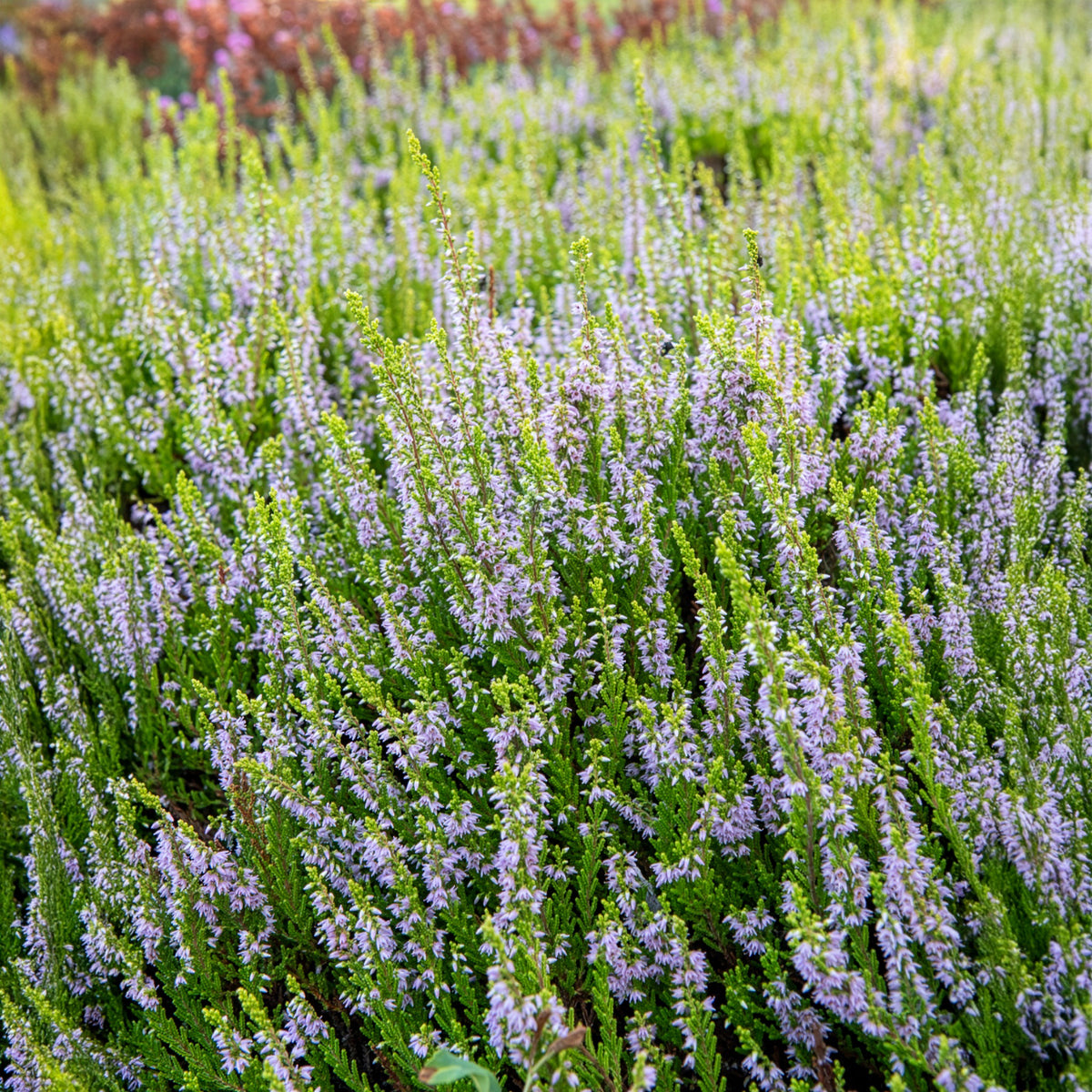 Zomerheide - Struikheide Winter Chocolate - Calluna vulgaris Winter Chocolate