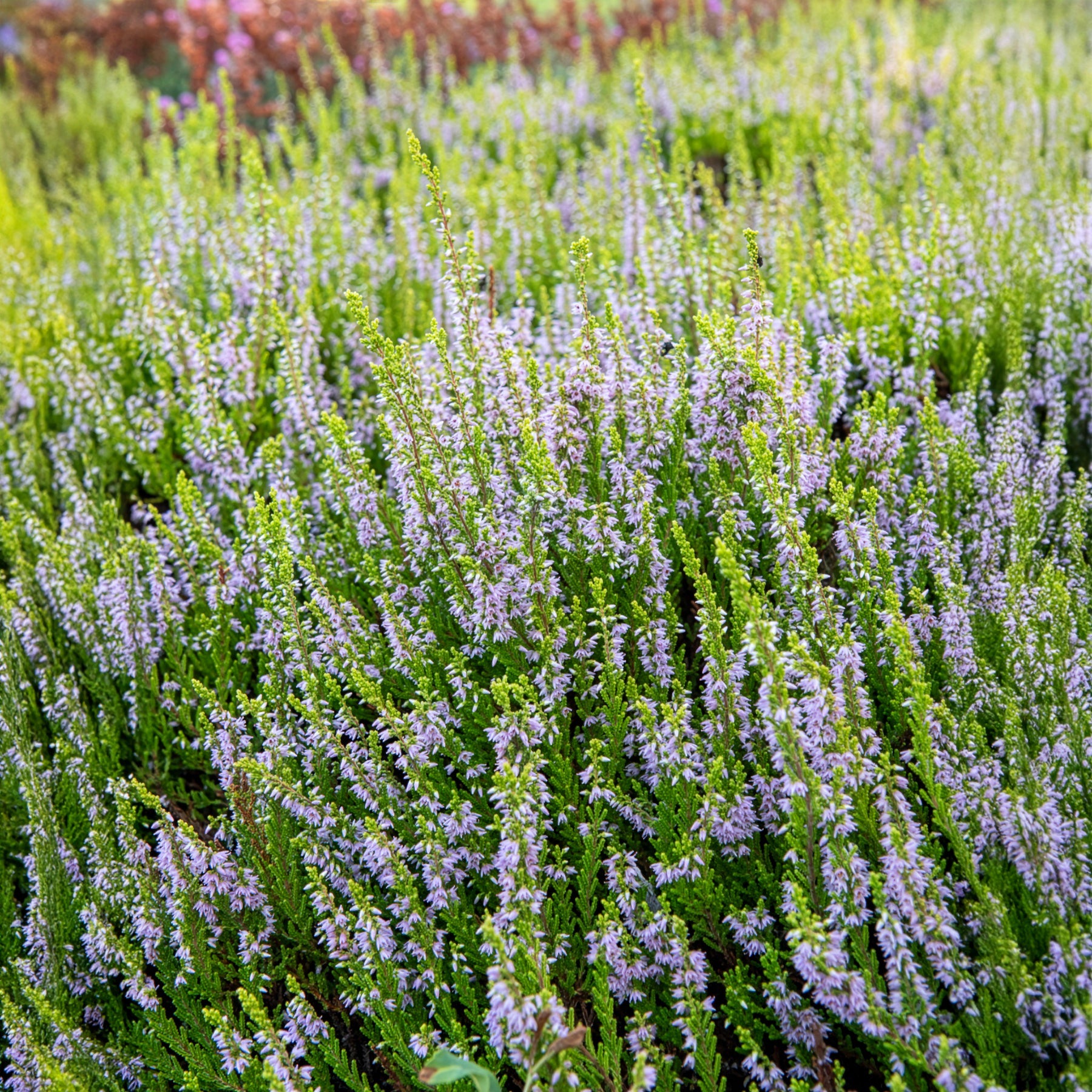 Zomerheide - Struikheide Winter Chocolate - Calluna vulgaris Winter Chocolate
