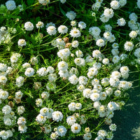 Roomse kamille - Roomse kamille - Chamaemelum nobile