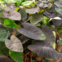 Colocasia Madeira / Olifantsoor - Colocasia esculenta Madeira - Bakker