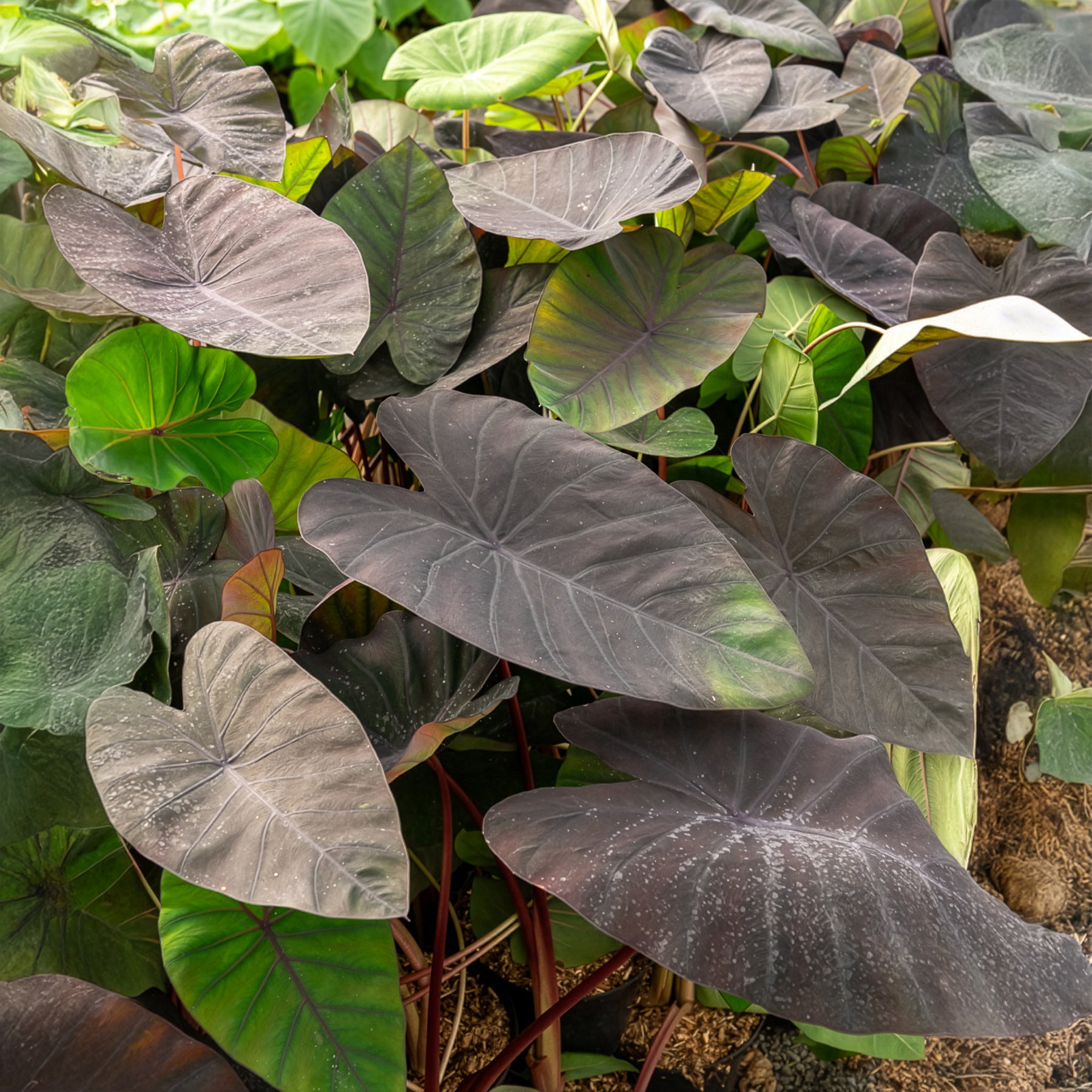 Colocasia Madeira / Olifantsoor - Colocasia esculenta Madeira - Bakker