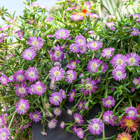 Ijsbloem Wheels of Wonder® Violet - Delosperma Wheels of Wonder® Violet - Bakker