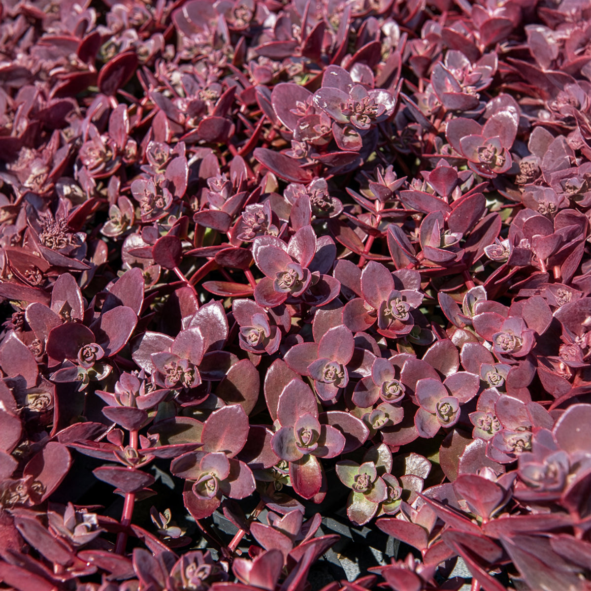 Muurpeper Firecracker - Sedum Sunsparkler® Firecracker - Bakker