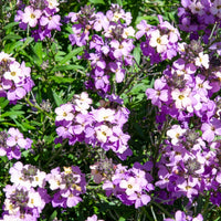 Muurbloem Poem Lavender - Erysimum Poem Lavender - Bakker