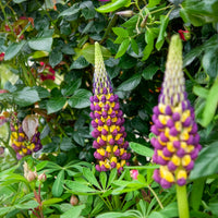 Lupine - Lupine Manhattan Lights® - Lupinus Manhattan Lights®