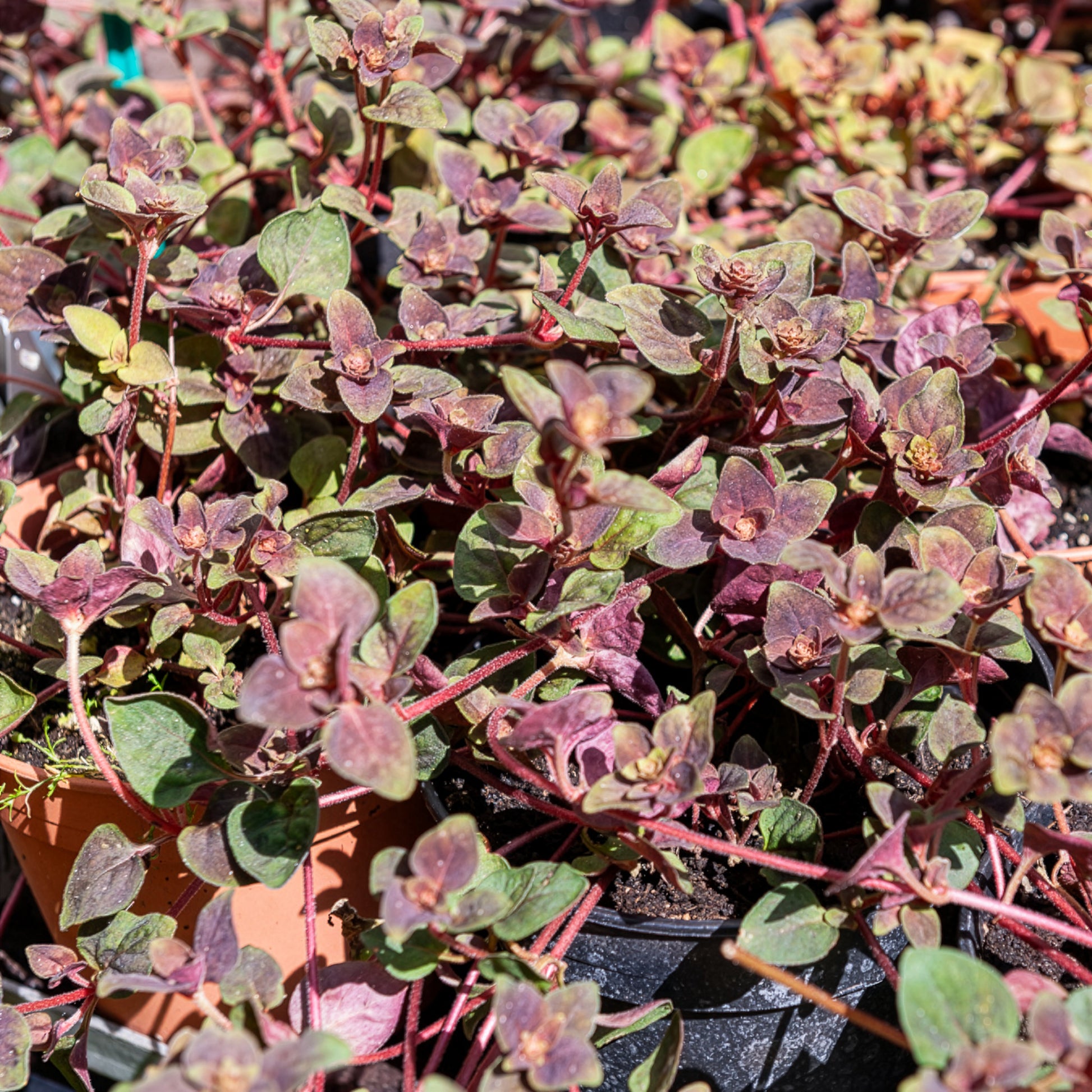 Wederik Persian Chocolat® - Bakker