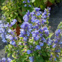 Lobelia siphilitica - Virginische lobelia - Bloeiende vaste planten