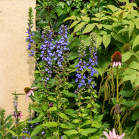 Bloeiende vaste planten - Virginische lobelia - Lobelia siphilitica