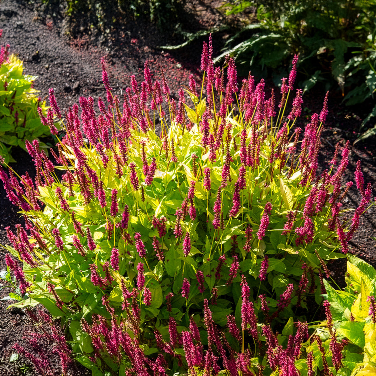 Persicaria amplexicaulis  Golden Arrow - Duizendknooop Golden Arrow - Persicaria - Duizendknoop