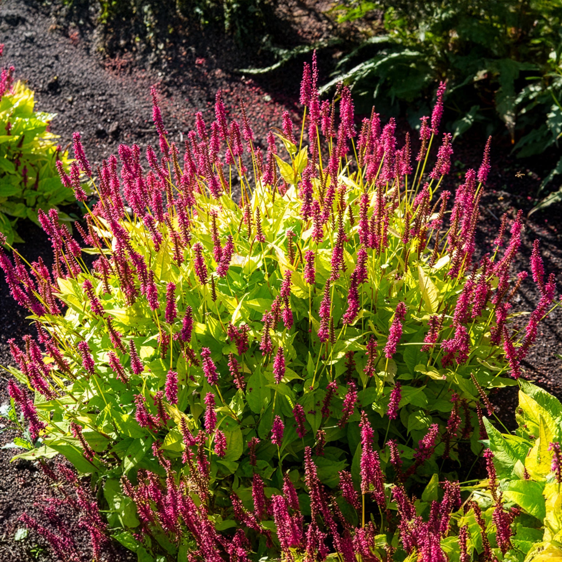 Duizendknooop Golden Arrow - Persicaria amplexicaulis  Golden Arrow - Bakker