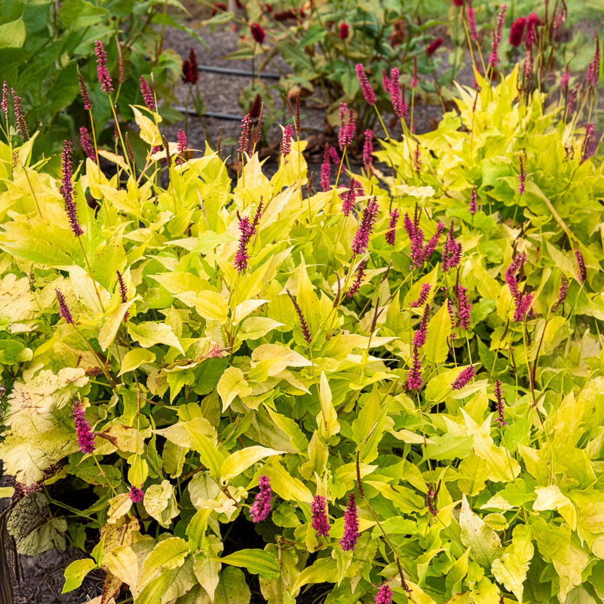 Duizendknooop Golden Arrow - Persicaria amplexicaulis  Golden Arrow - Bakker