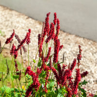 Duizendknooop Blackfield - Persicaria amplexicaulis Blackfield - Bakker