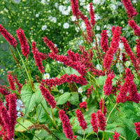 Verkoop Duizendknooop Blackfield - Persicaria amplexicaulis Blackfield