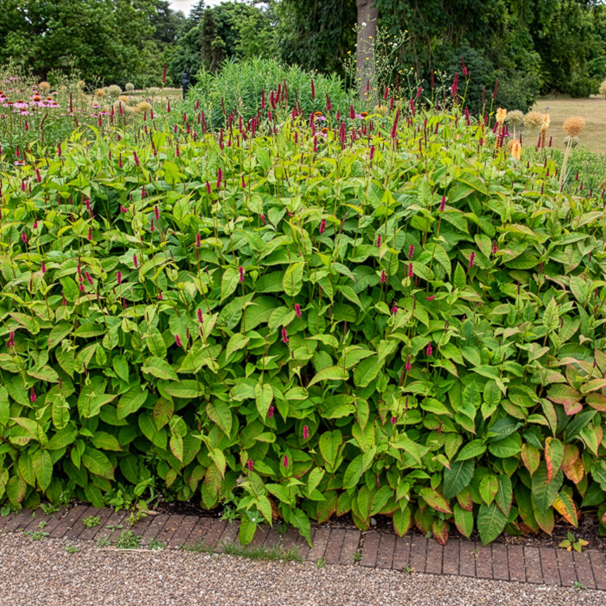 Duizendknooop Fat Domino - Persicaria amplexicaulis Fat Domino - Bakker