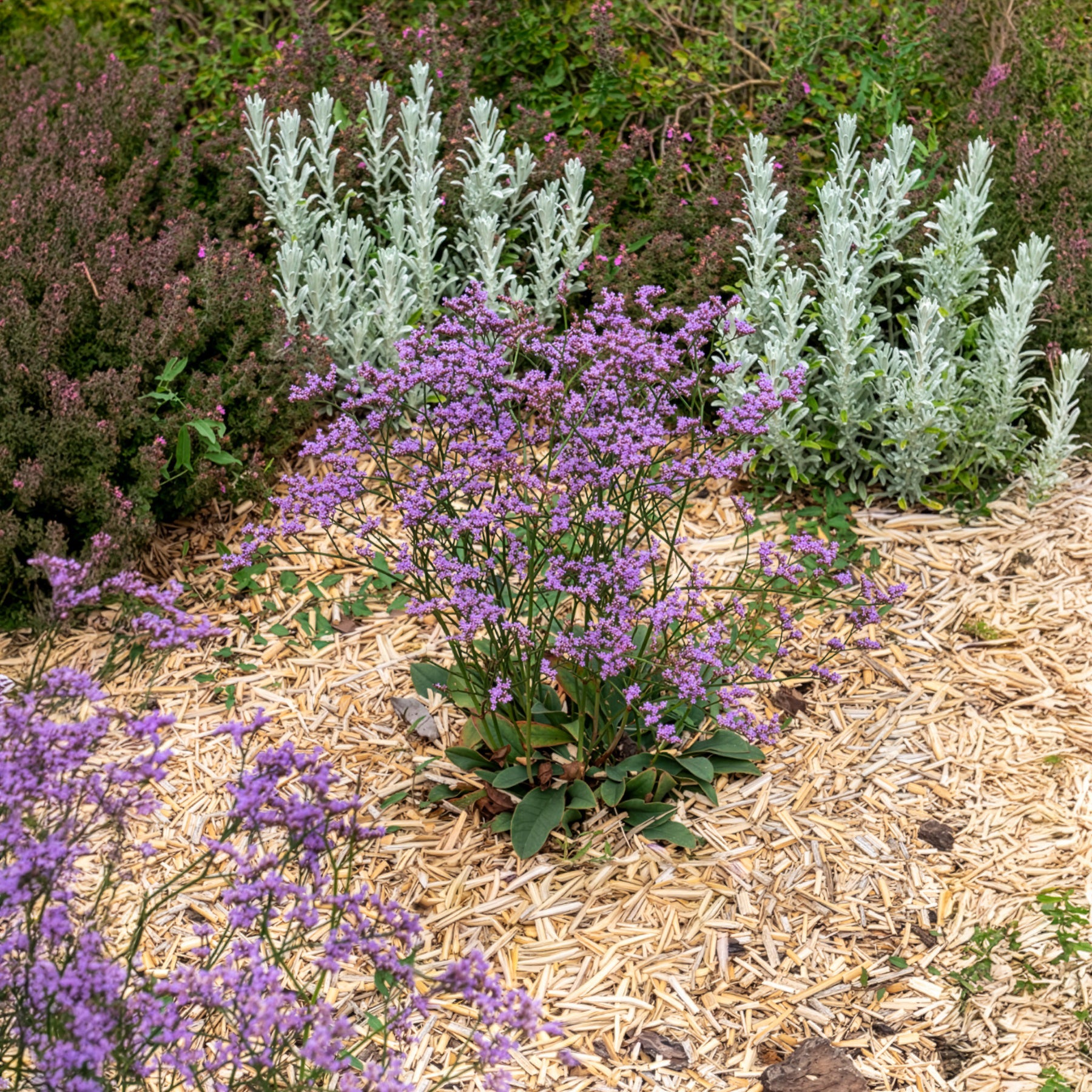 Lamsoor Dazzle Rocks - Limonium gmelinii Dazzle Rocks - Bakker